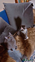 Scottish Fold cats - Advert 1
