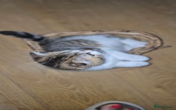 Scottish Fold cats for sale: TICA registered Scottish Fold ready to collect  - Image 21