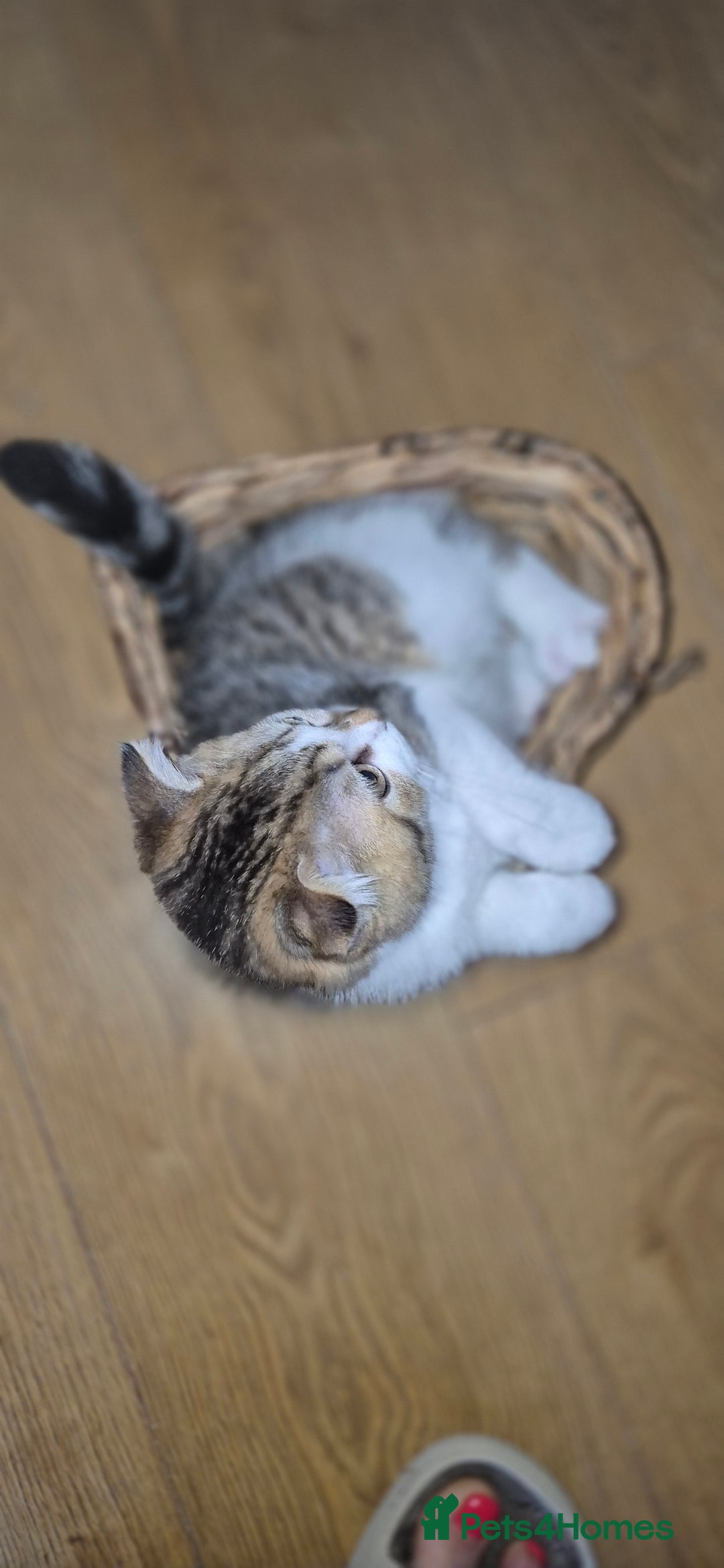 Scottish Fold cats for sale: TICA registered Scottish Fold ready to collect  - Image 21