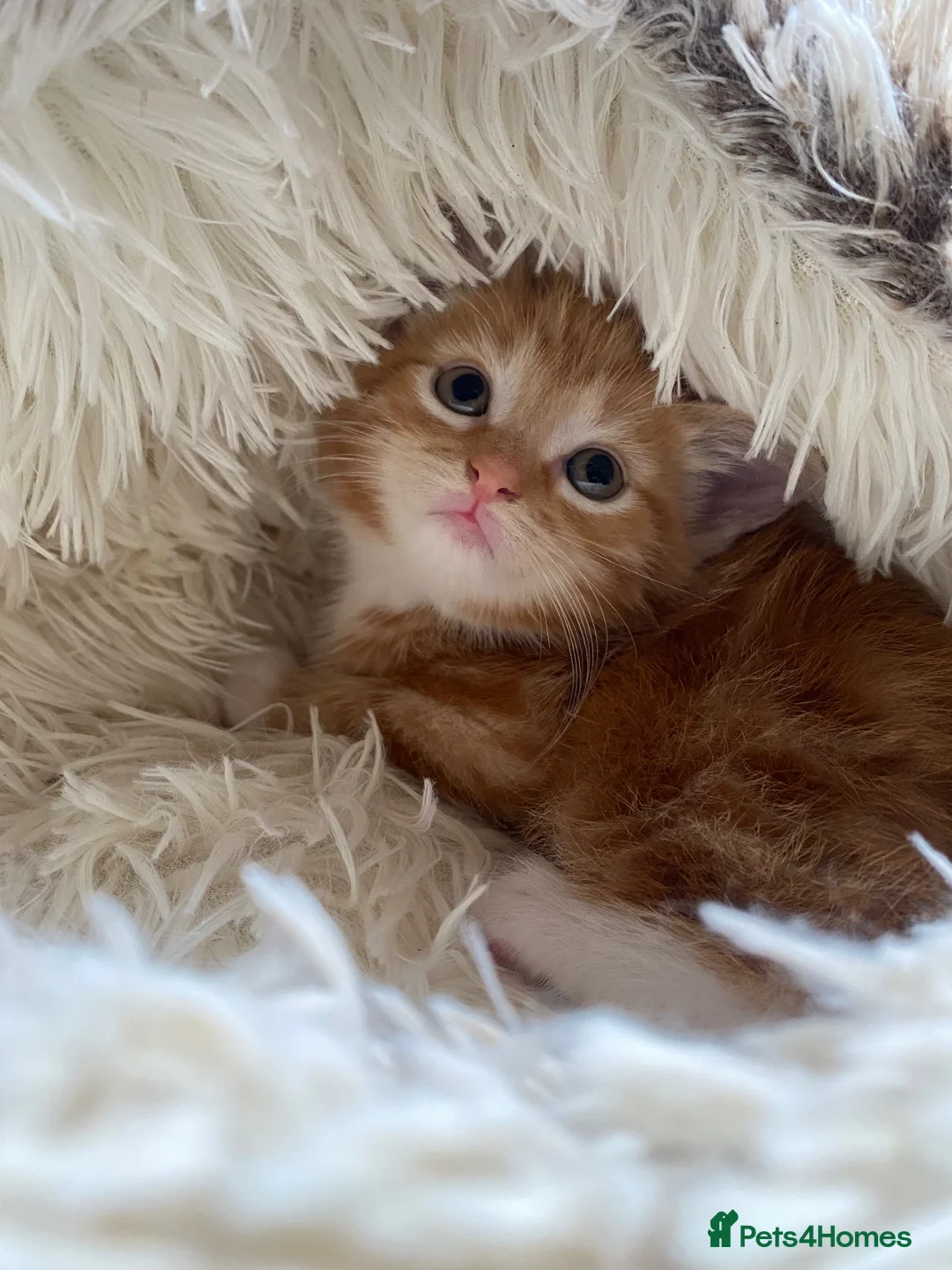 Mixed Breed cats for sale: Adorable Ginger Kitten Ready For A New Home🏡 - Advert 11