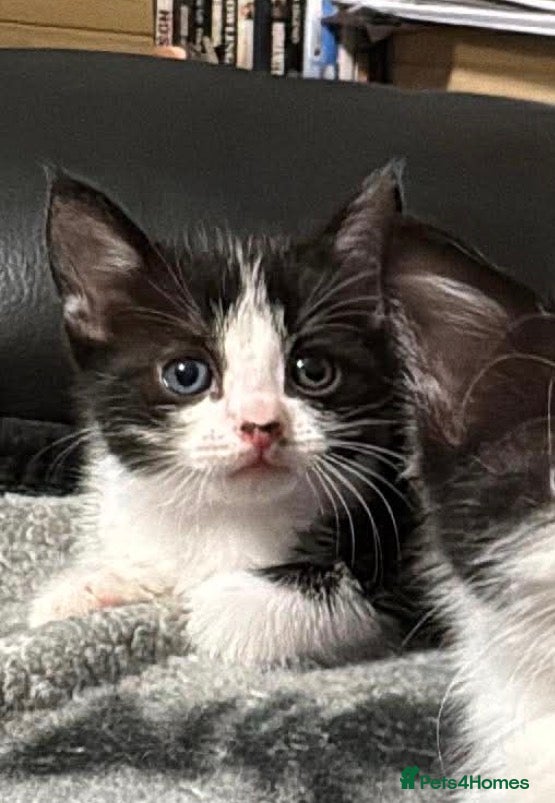 Mixed Breed cats Almost 3 month old boy looking for home - Advert 3