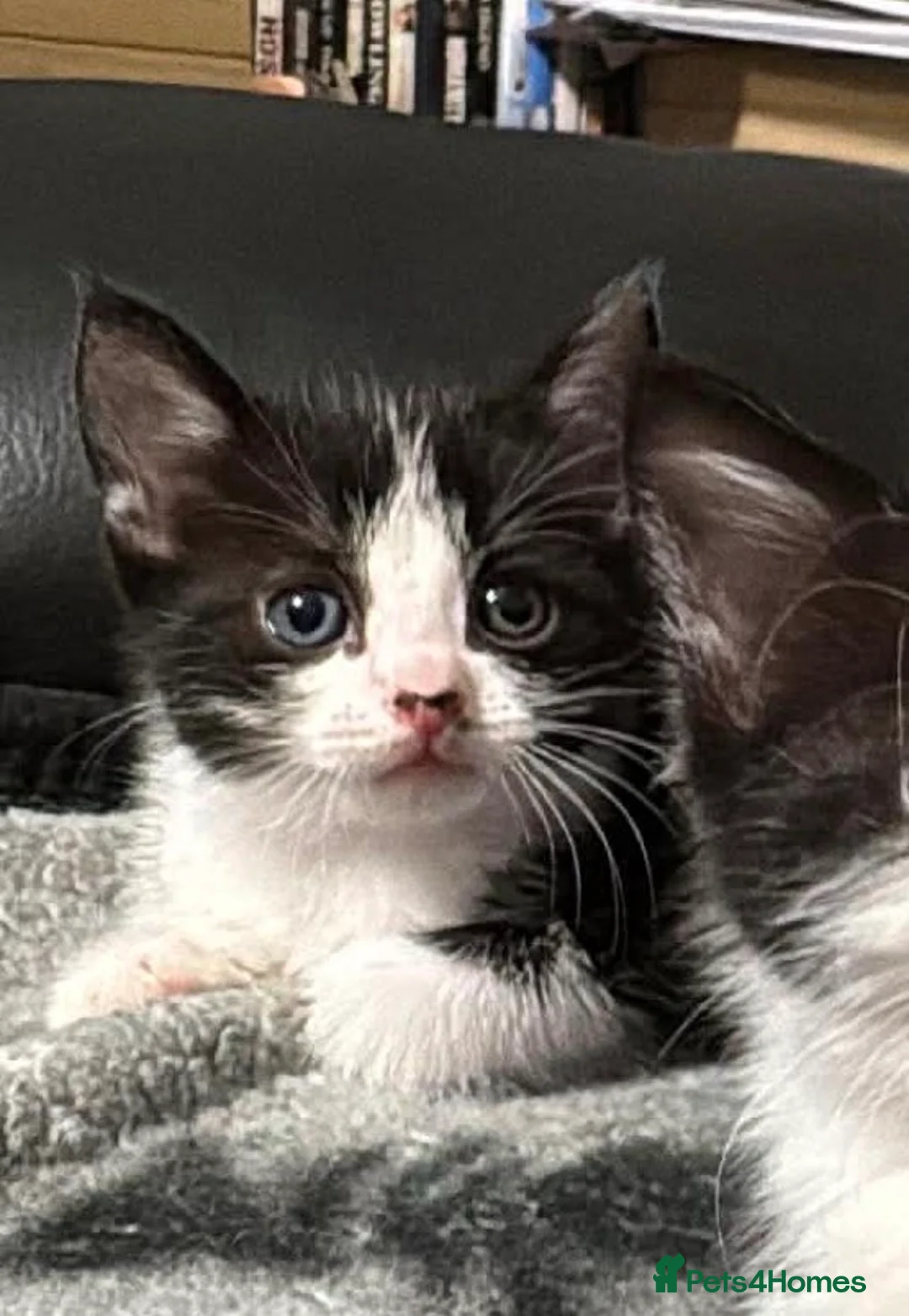 Mixed Breed cats for sale: Almost 3 month old boy looking for home - Advert 1