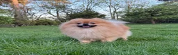 Pomeranian dogs for sale: Beautiful black Pomeranian 6 months old female - Advert 12