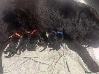Newfoundland dogs Stunning Newfoundland Puppies Kc Reg 🐾 - Advert 3