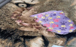 Mixed Breed dogs for sale: Cavapoochon  - Image 8