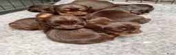 Sprocker dogs for sale: Working sprocker pups - Advert 14