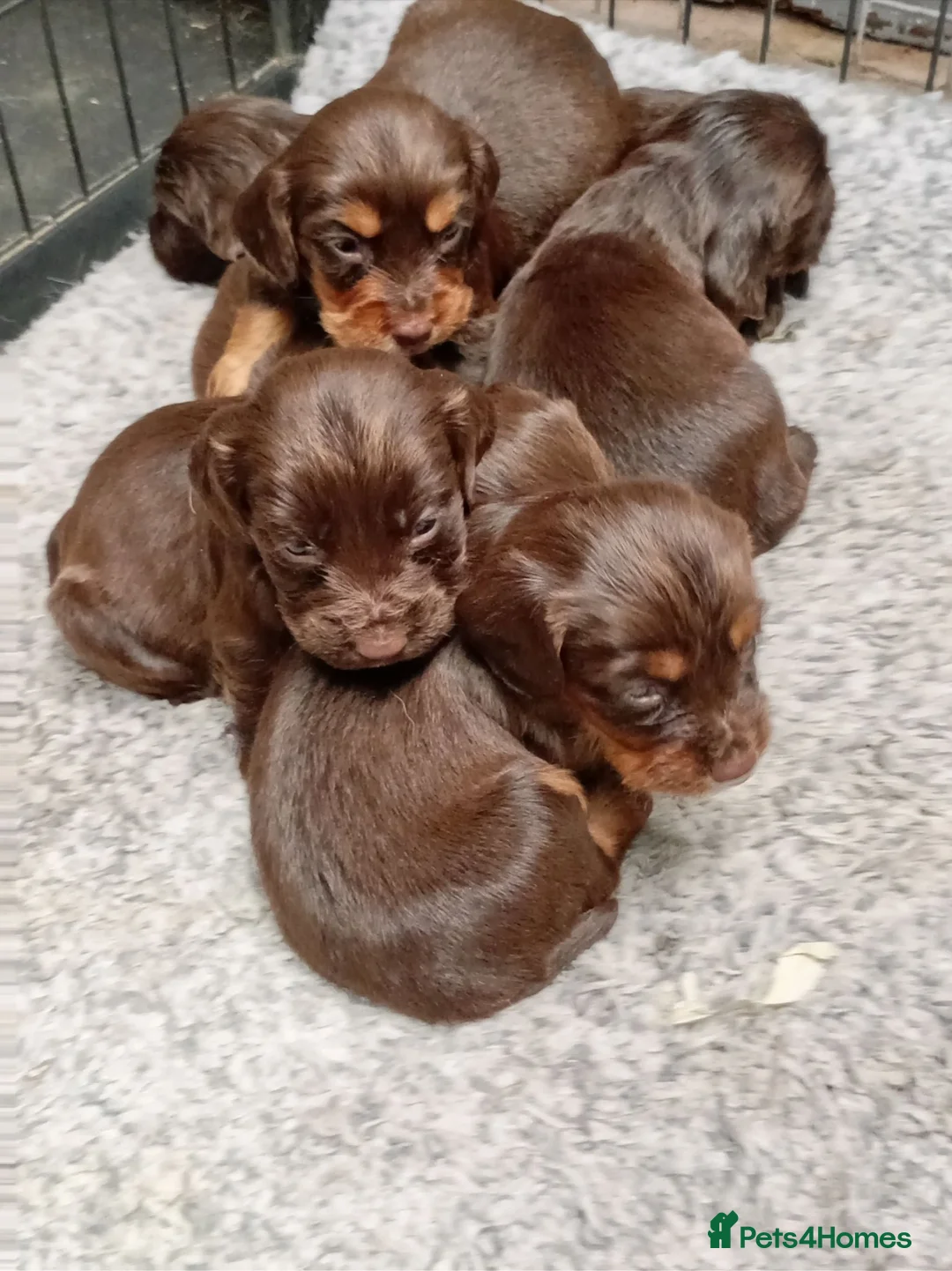 Sprocker dogs for sale: Working sprocker pups - Advert 14