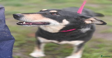 Mixed Breed dogs - Advert 4