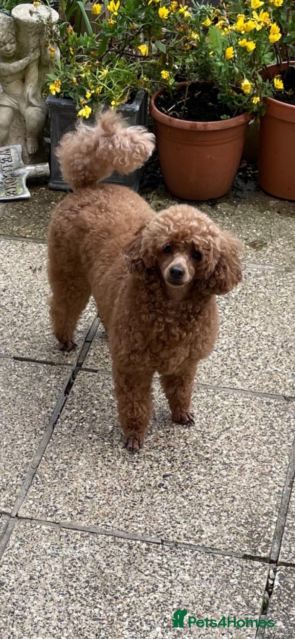 Toy Poodle dogs Red Toy poodle - Advert 1