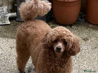 Toy Poodle dogs Red Toy poodle - Advert 1