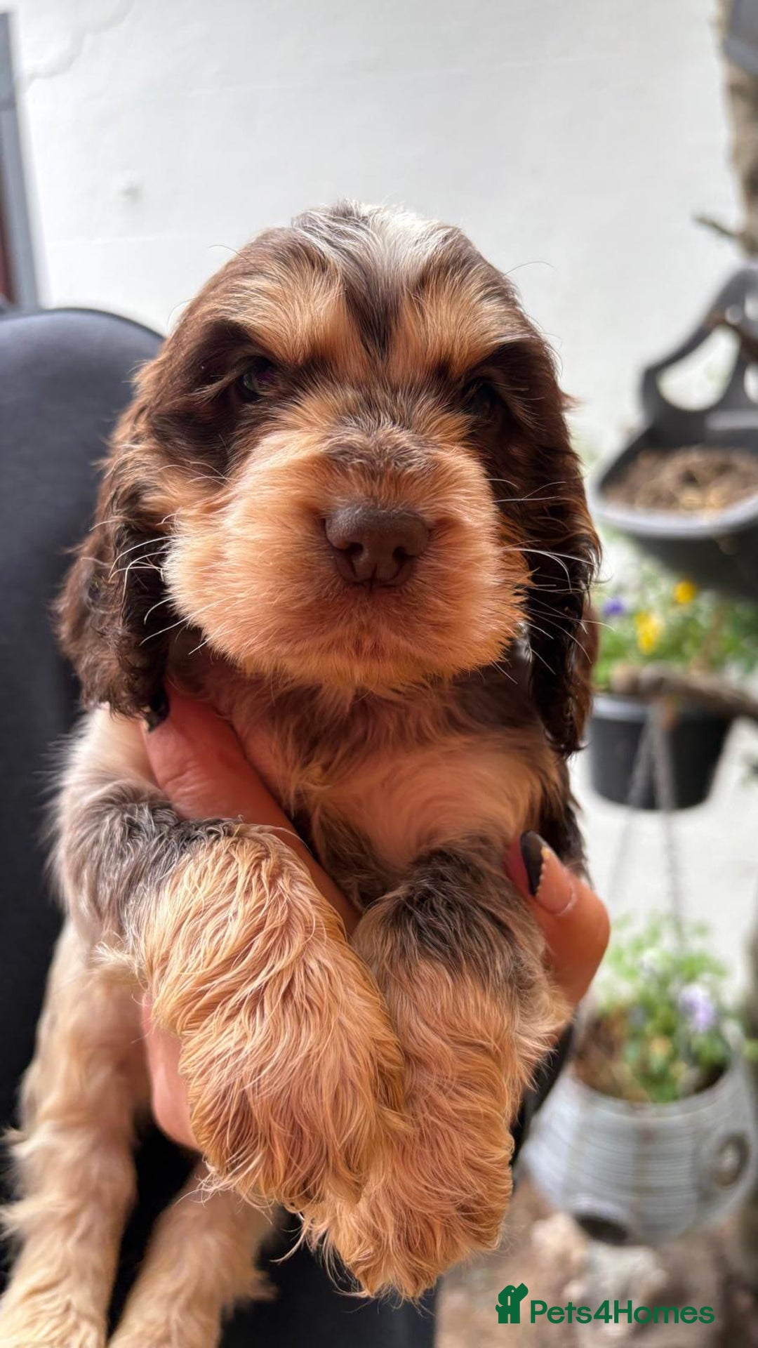 Cocker Spaniel dogs for sale: Show cocker spaniels  - Image 5