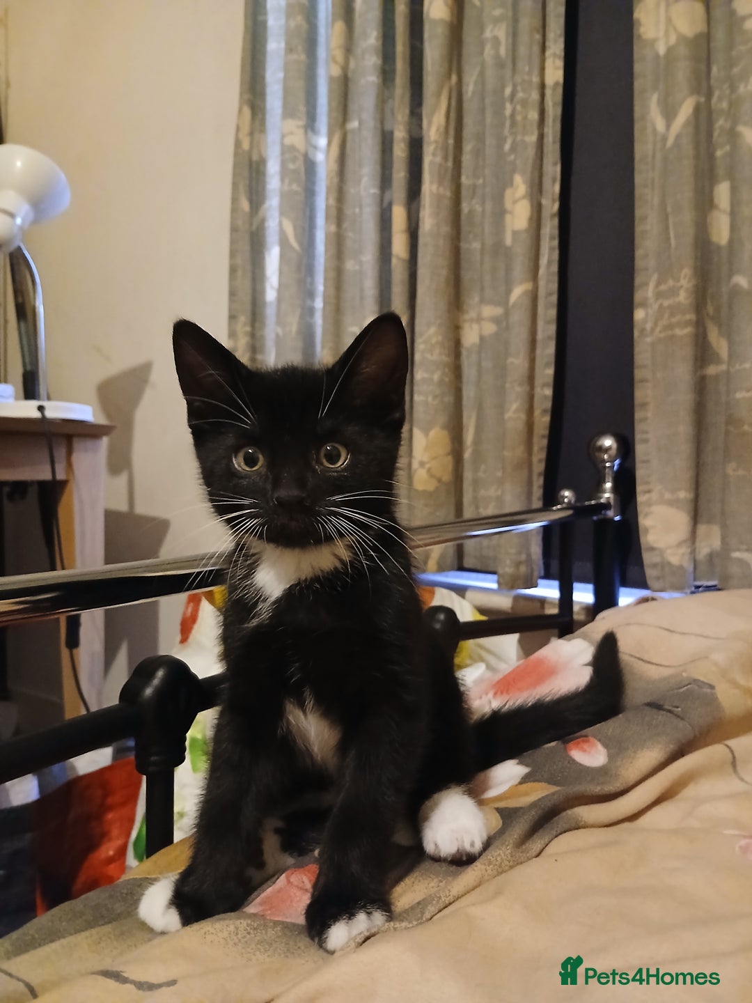 Mixed Breed cats for sale: Kittens for sale - Advert 9