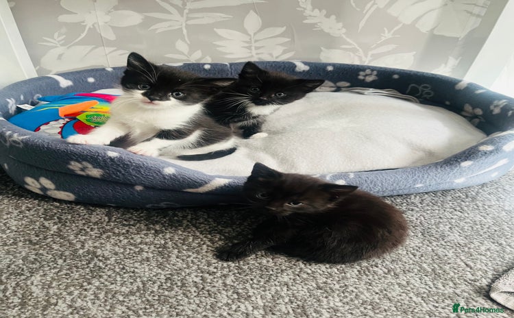 Mixed Breed cats - Advert 7