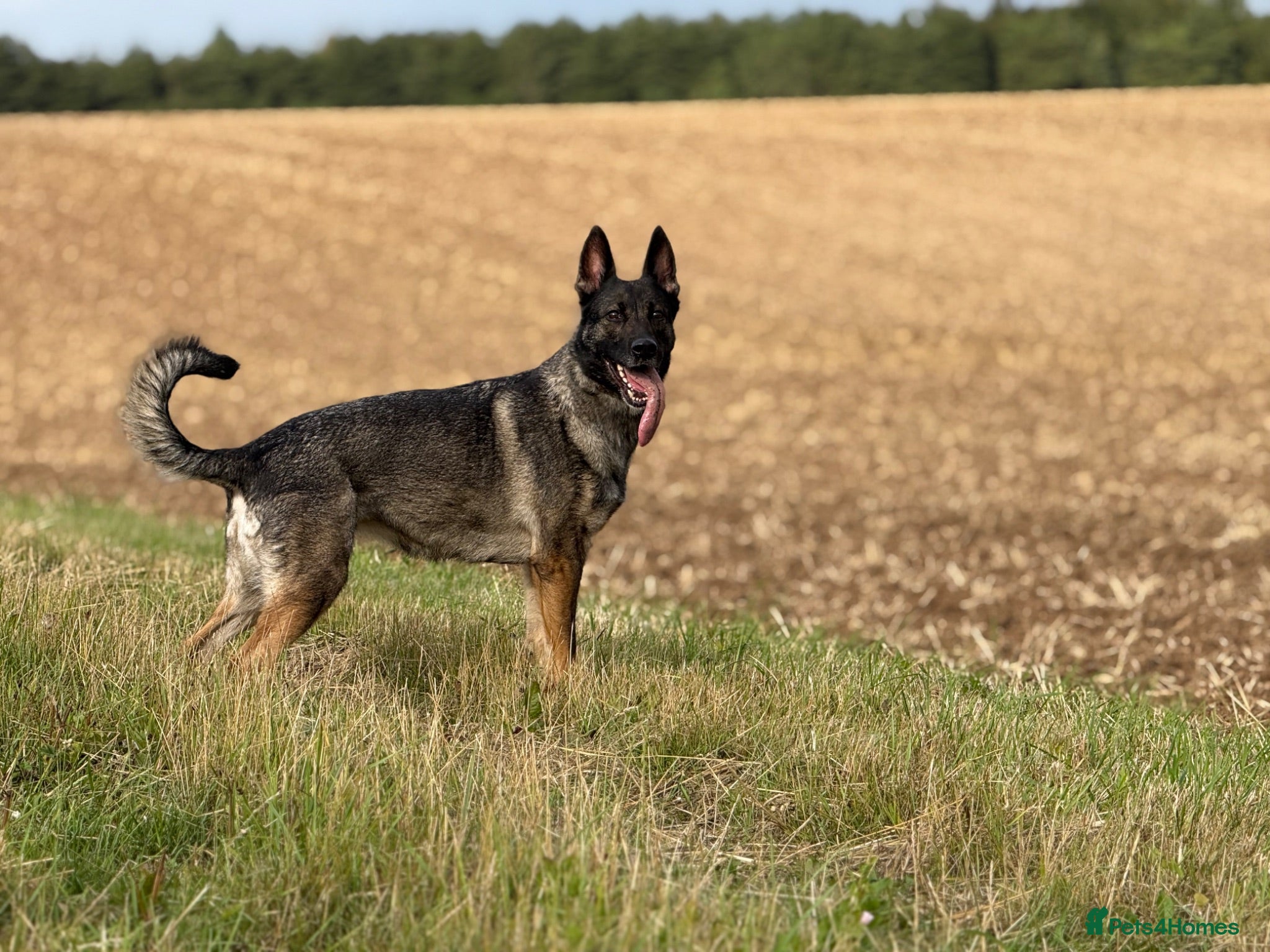 German Shepherd dogs German Shepherd Puppies - Advert 2