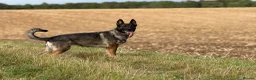 German Shepherd dogs for sale: German Shepherd Puppies - Advert 20