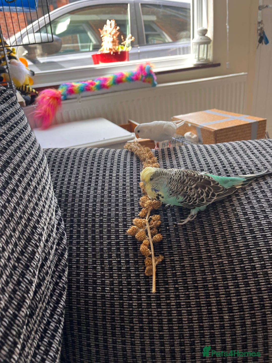 Budgerigars birds for sale: Pair of Budgies  - Advert 3