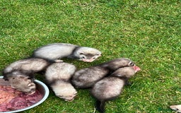 Ferret rodents for sale: Mixed Young Ferrets 10-12 weeks old  - Image 6