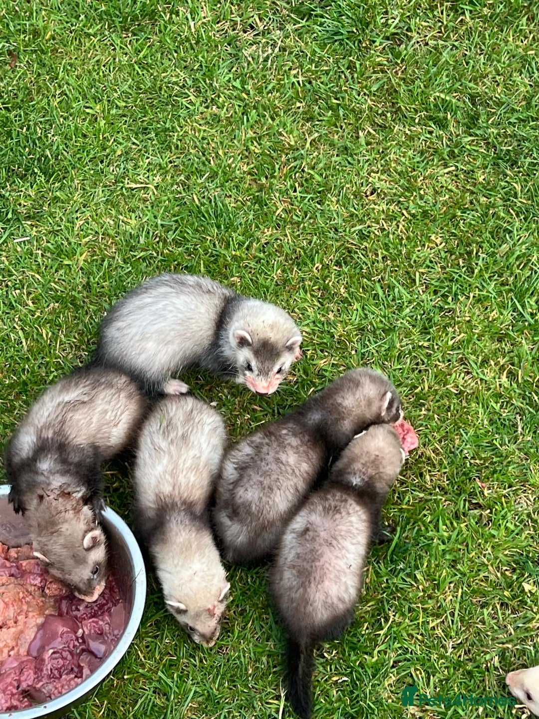 Ferret rodents for sale: Mixed Young Ferrets 10-12 weeks old  - Image 6