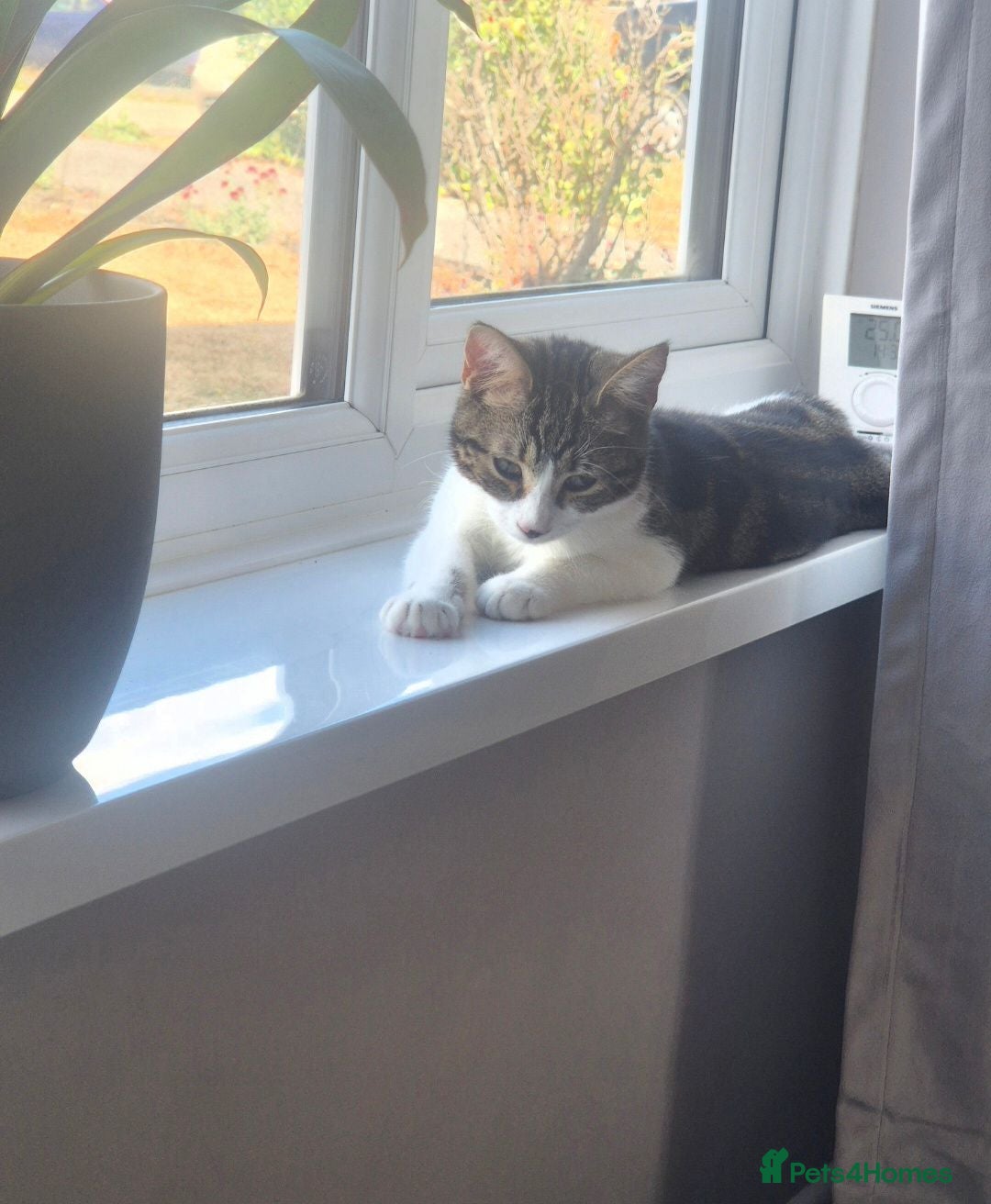 Mixed Breed cats Beautiful Playful & Loving 4Month Old Kitten Lyla - Advert 1
