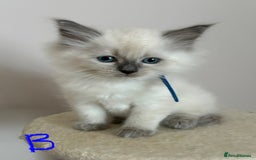 Ragdoll cats for sale: Pure Ragdoll Kittens *Ready for their new home* - Image 19