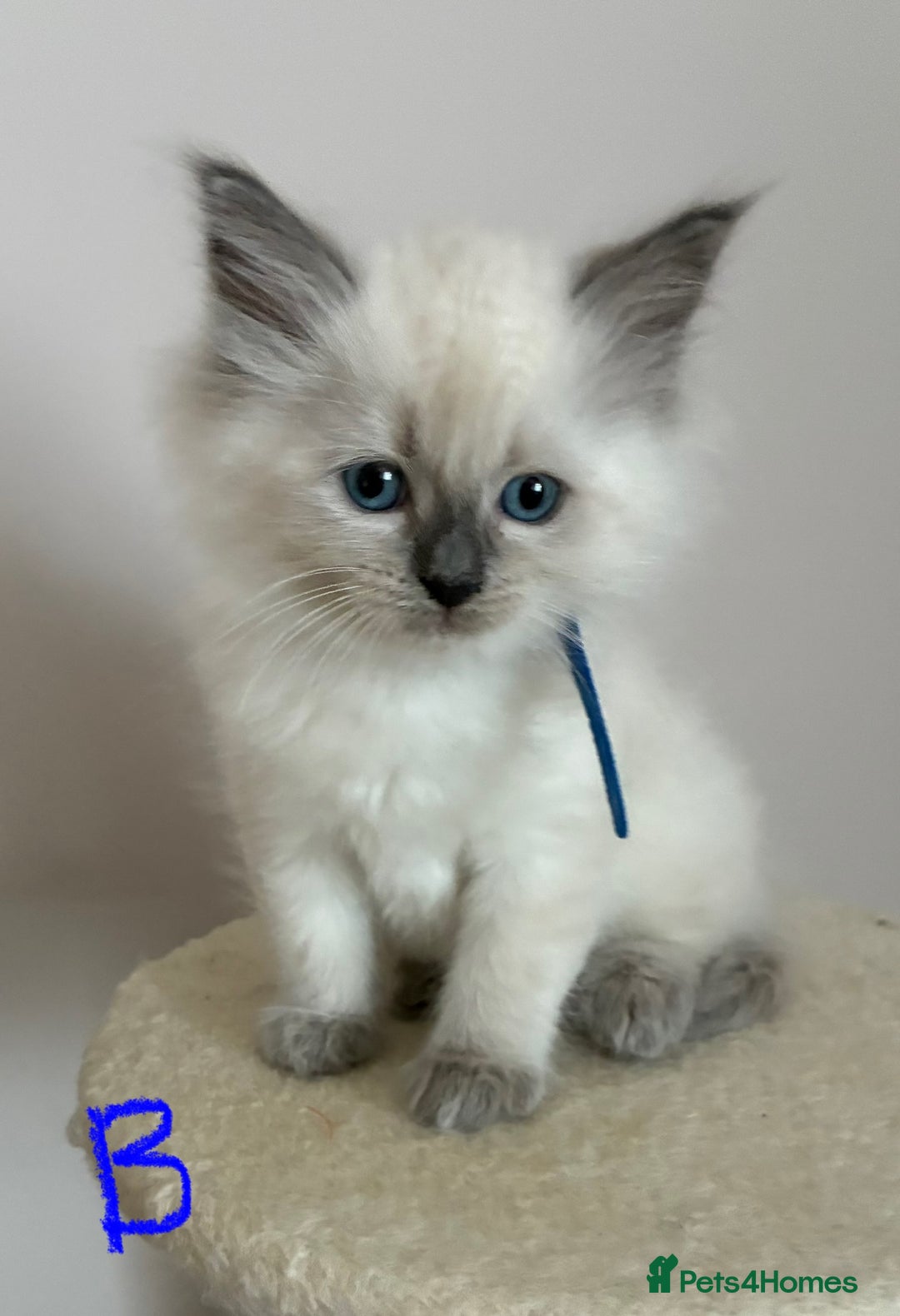 Ragdoll cats for sale: Pure Ragdoll Kittens *Ready for their new home* - Image 19