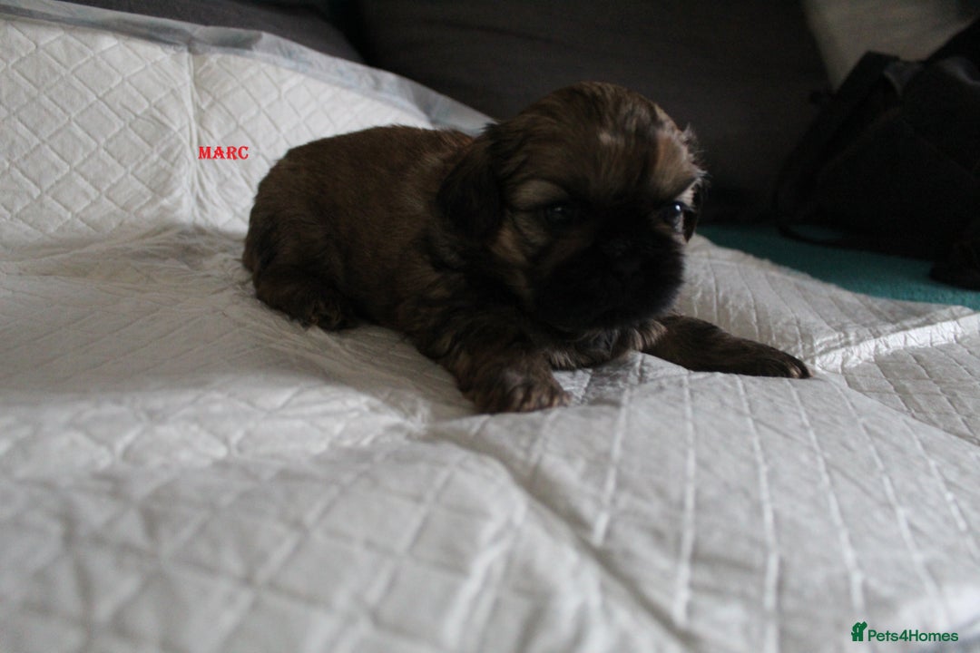 Shih Tzu dogs for sale: LOVELY SHIH TZU PUPPIES LIVER GENE  - Advert 5