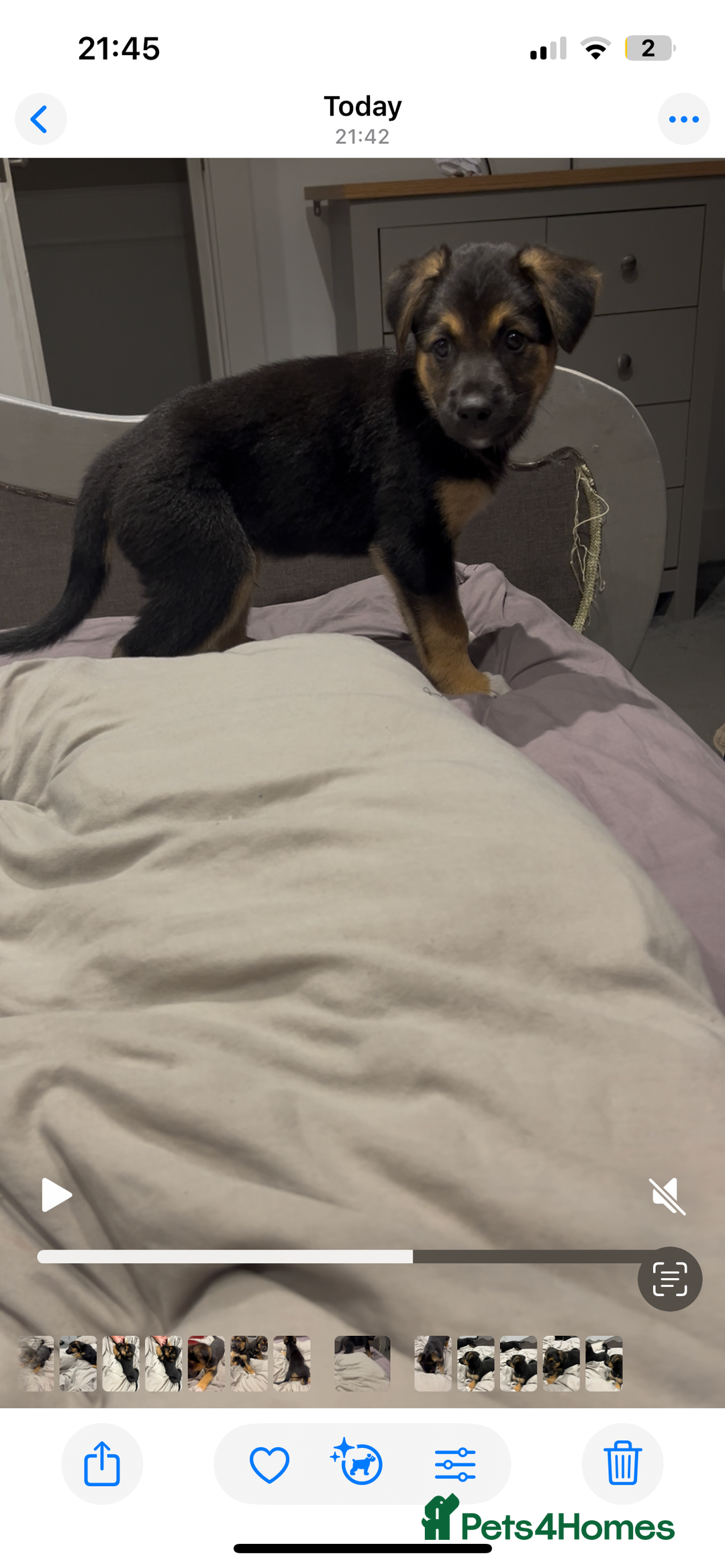 Mixed Breed dogs for sale: Belgian malinois x Anatolian shepherd mix pups 🐶  - Image 22