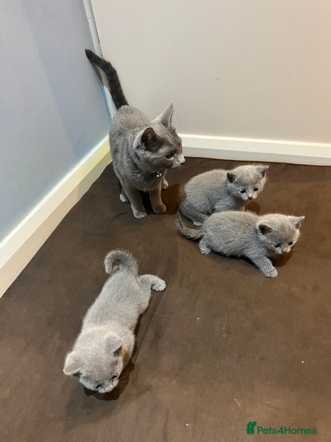 Russian Blue cats for sale: Adorable Russian blue kitten champion bloodline - Image 10
