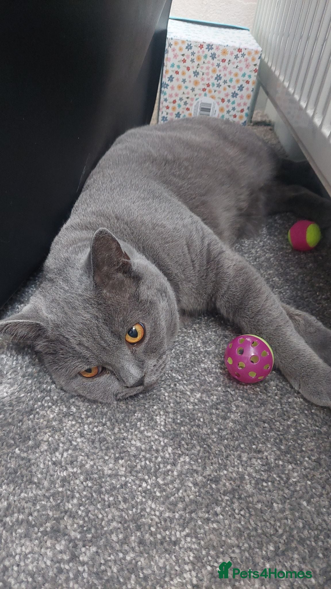 British Shorthair cats BSH for sale - Advert 1