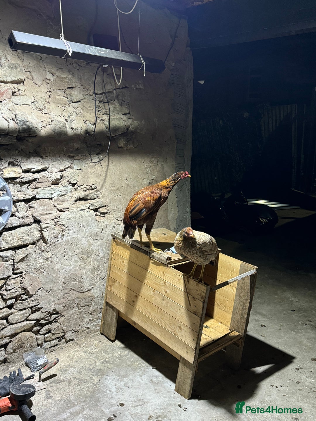Chickens poultry for sale: Aseel Shamo GameFowl Cockfighting Chickens Pair - Image 3