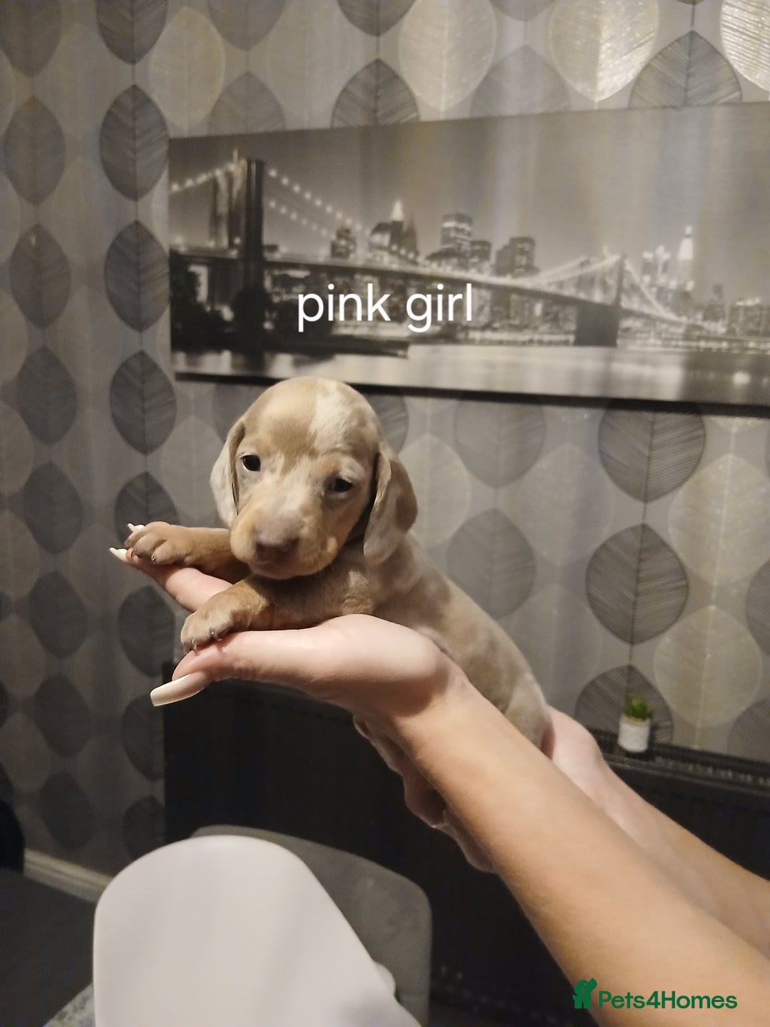 Dachshund dogs for sale: Dachshund Puppy 5 - Isabella dapple dachshund puppies - Image 6