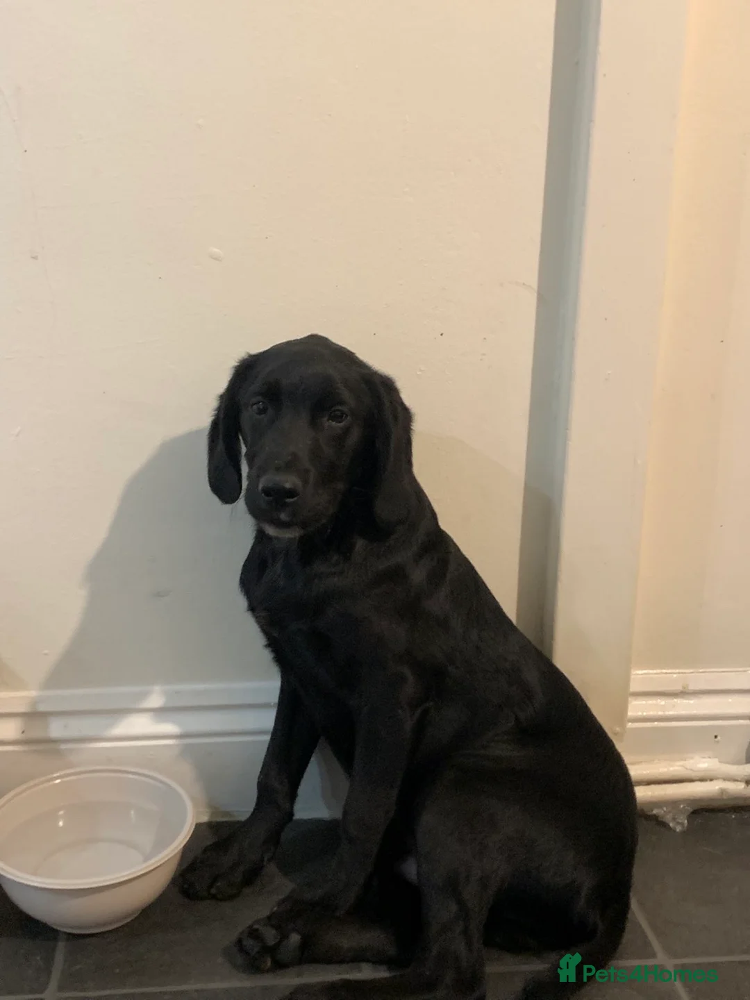 Labrador Retriever dogs for sale: Gorgeous boy lab - Advert 3