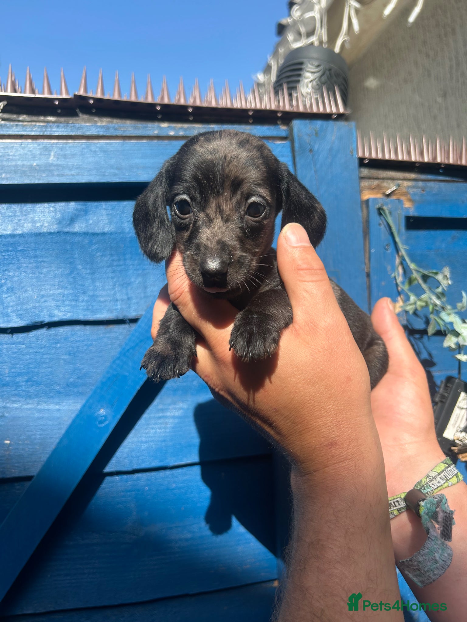 Miniature Dachshund dogs Dapple miniature dachshunds  - Advert 3