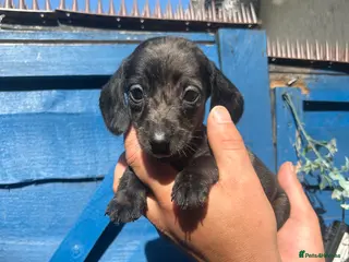 Miniature Dachshund dogs Dapple miniature dachshunds - Advert 1