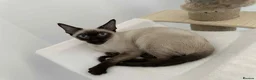 Siamese cats for sale: Neutered Siamese Looking for A Loving Home - Advert 2