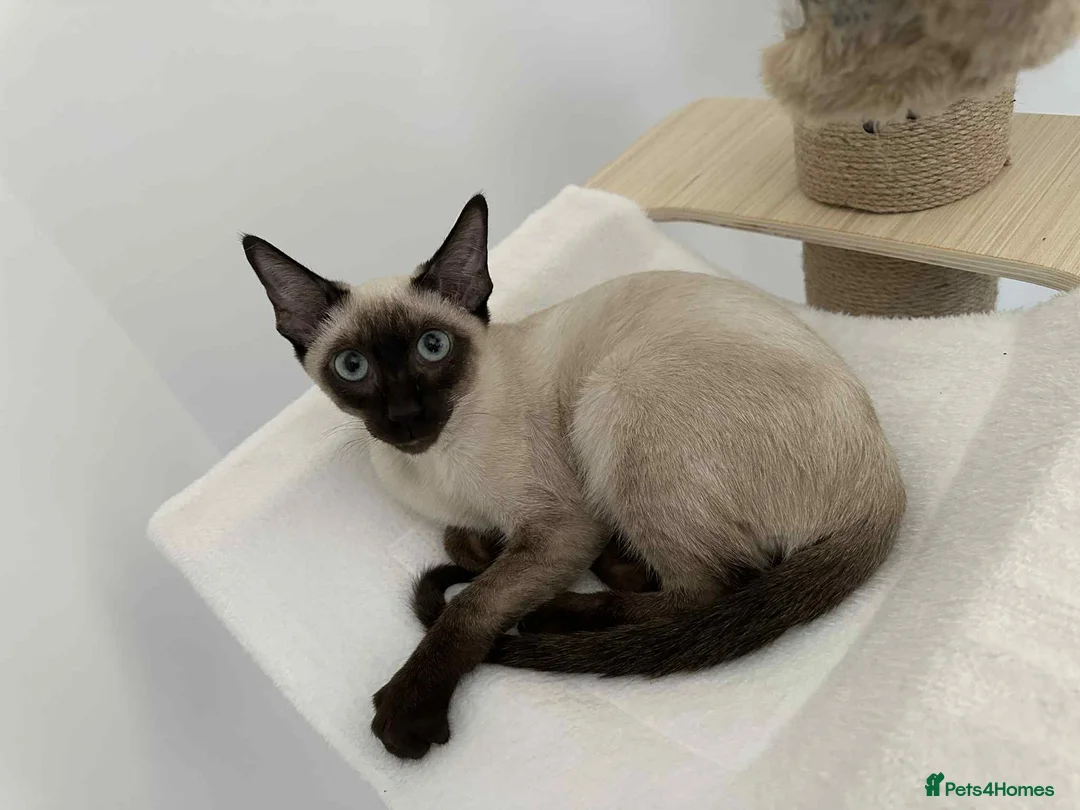 Siamese cats for sale: Neutered Siamese Looking for A Loving Home - Advert 2