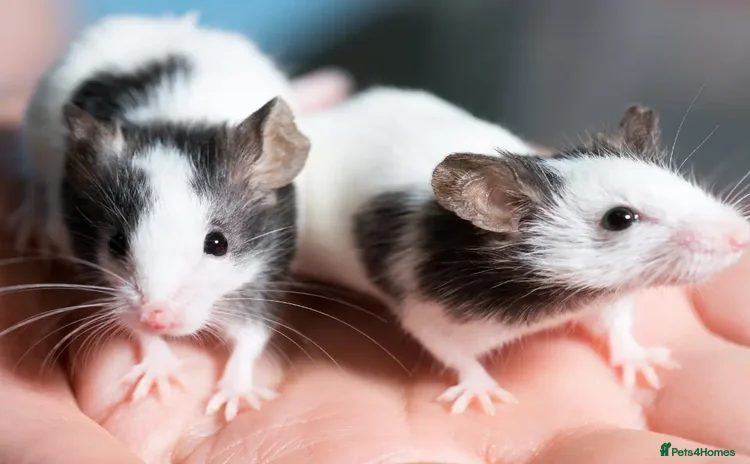 Rat rodents - Advert 2
