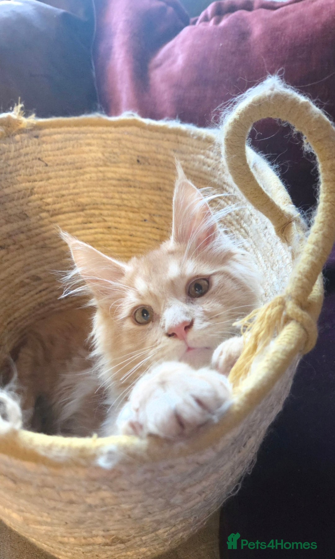 Maine Coon cats for sale: TiCA reg/Parents Fully Health Tested - Advert 21
