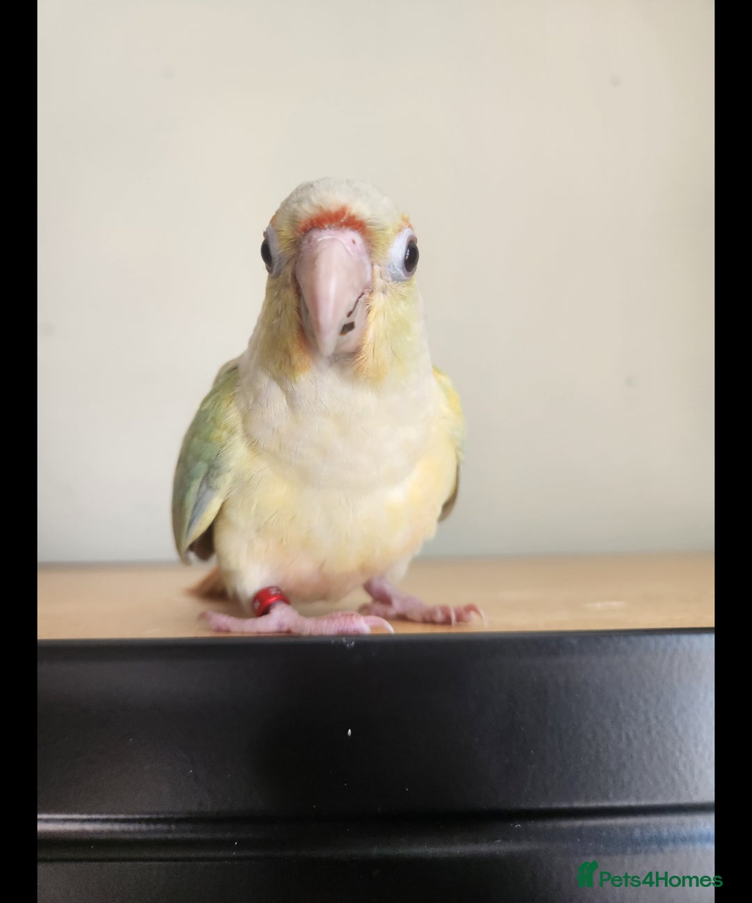 Conures birds for sale: Cinnamon and mooncheek conure - Image 7