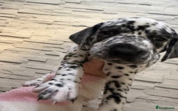 Dalmatian dogs for sale: 2 beautiful Dalmatian puppies 1 female 1 male - Image 9