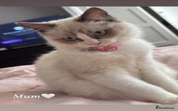 Ragdoll cats for sale: Seven Beautiful Pure Breed Ragdoll Kittens🤍 - Image 7