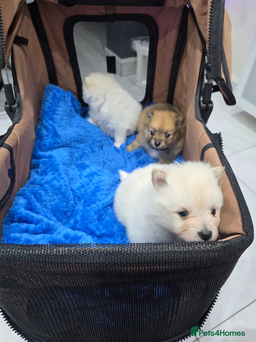 Pomeranian dogs for sale: Fluff balls so cute active pom pups - Advert 10