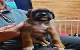 Boxer dogs for sale: KC Registered Boxer Puppies - Image 16