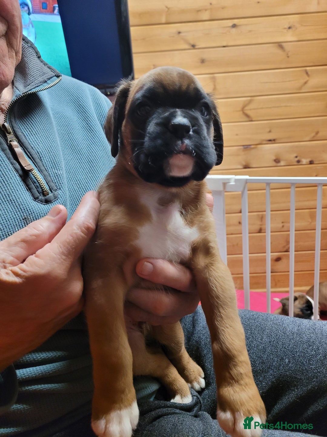Boxer dogs for sale: KC Registered Boxer Puppies - Image 16