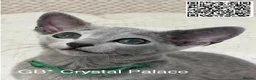 Russian Blue cats for sale: Full Pedigree American Champion Lines Russian Blue - Advert 5