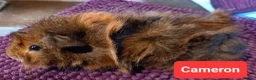Guinea Pig rodents for sale: Aby type pet boars - Advert 6