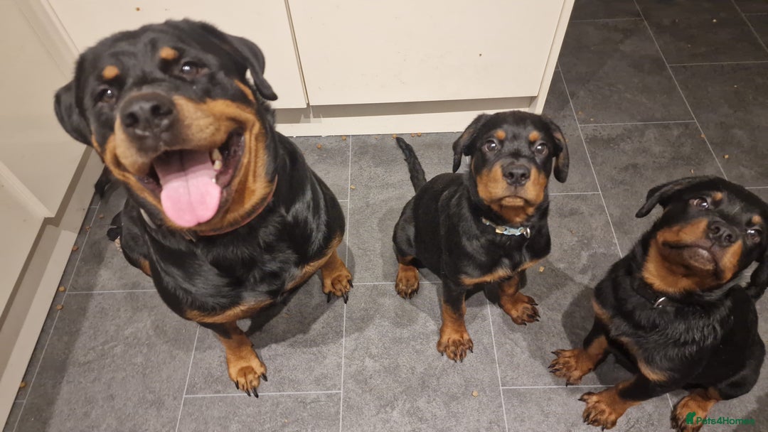 Rottweiler dogs for sale: Quality KC Rottweilers - Advert 4