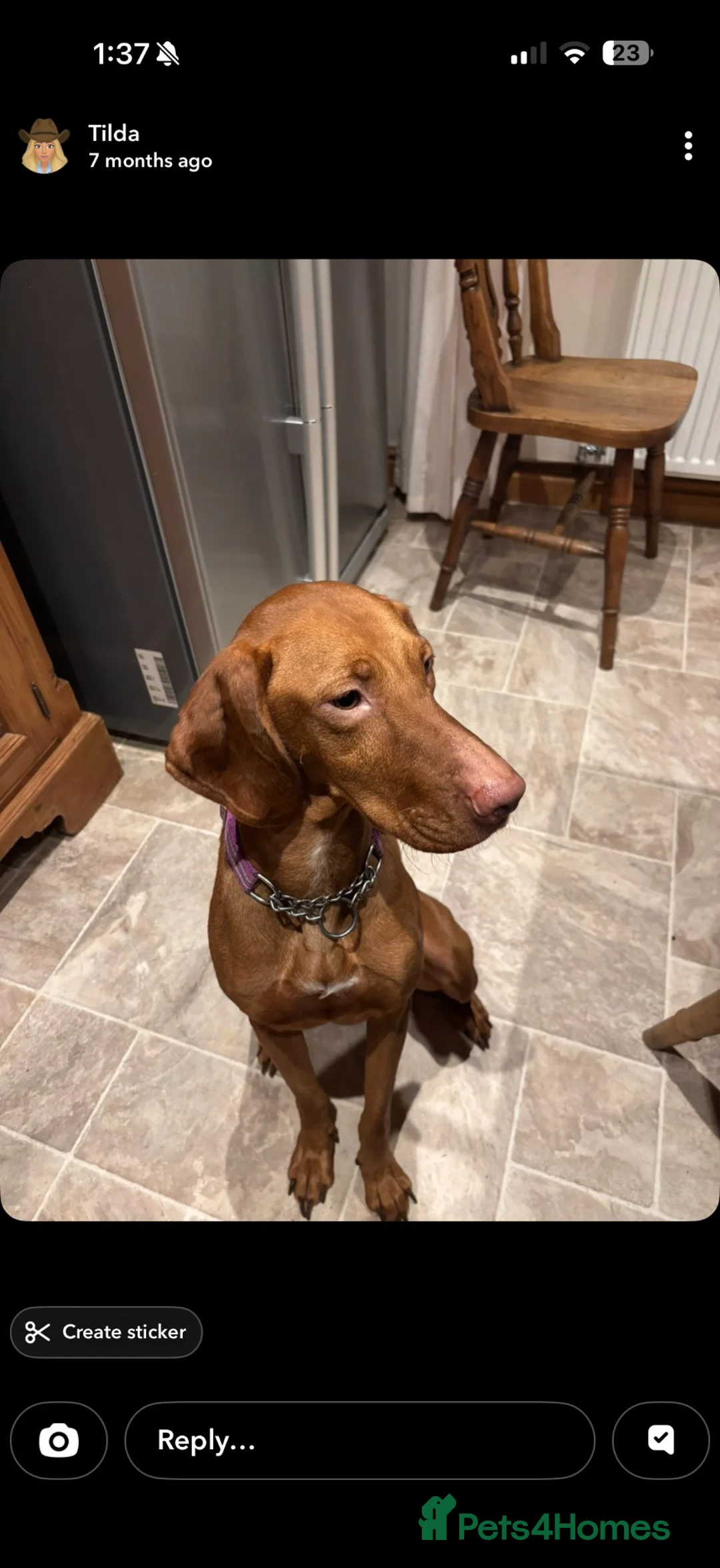 Hungarian Vizsla dogs for sale: Wonderful willow  - Advert 2