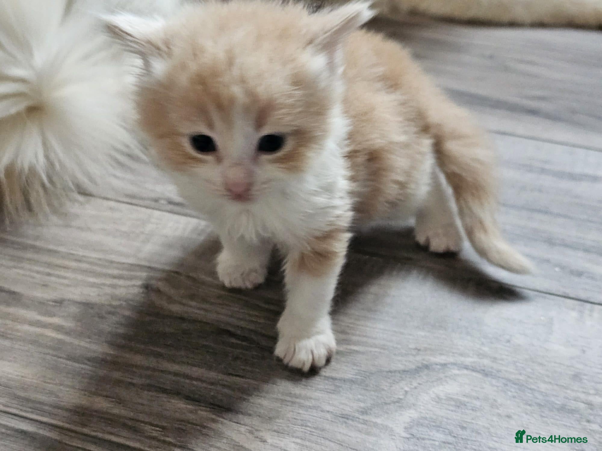 Ragdoll cats for sale: Stunning litter of Ragdoll cross kittens - Advert 7