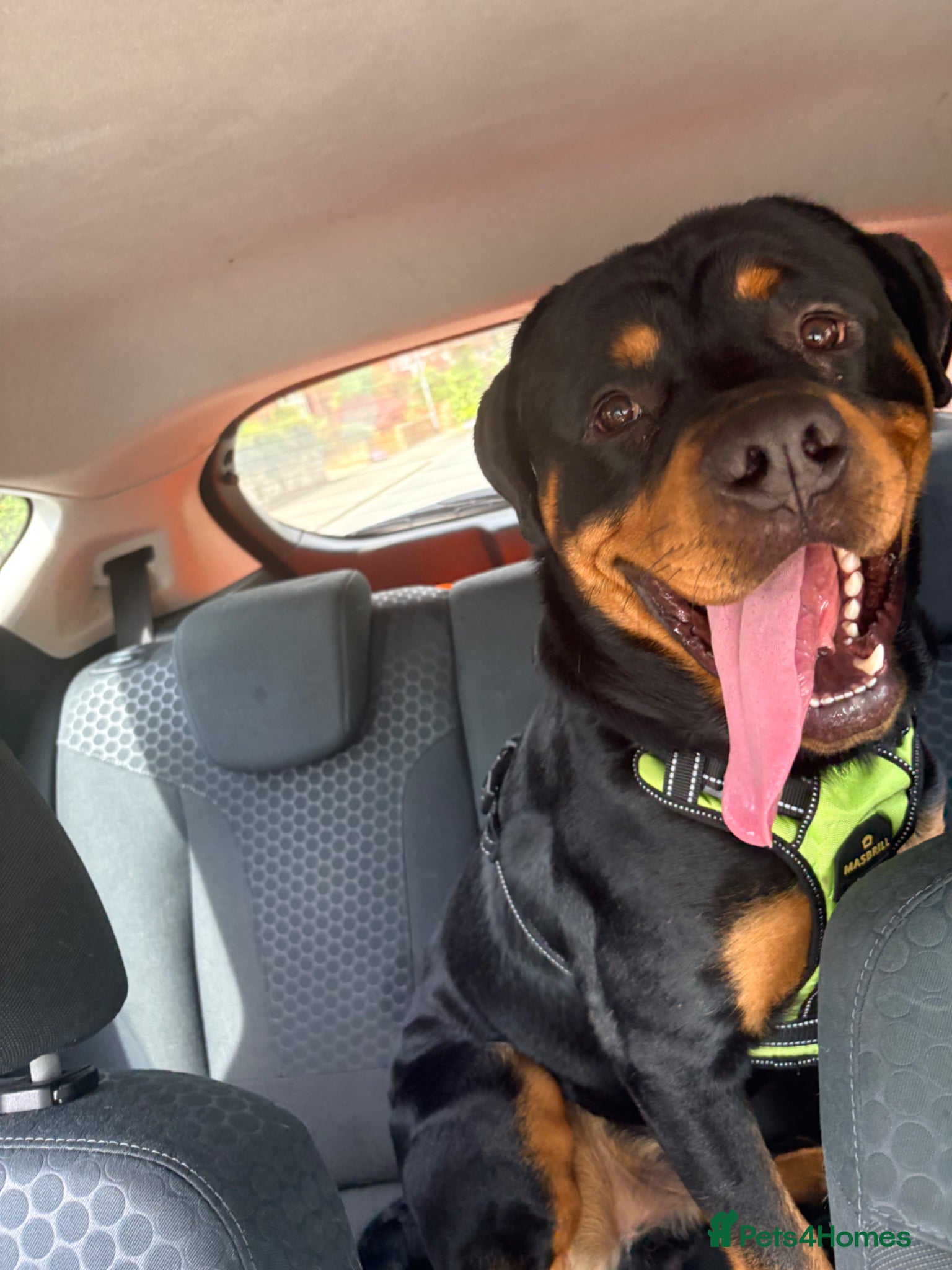 Rottweiler dogs for sale: Male Rottweiler 1.5 year old in Barnsley - Advert 2